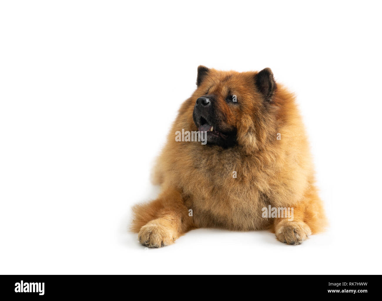 portrait of lazy chow chow dog sitting on the floor with tongue sticking out isolated on white background Stock Photo