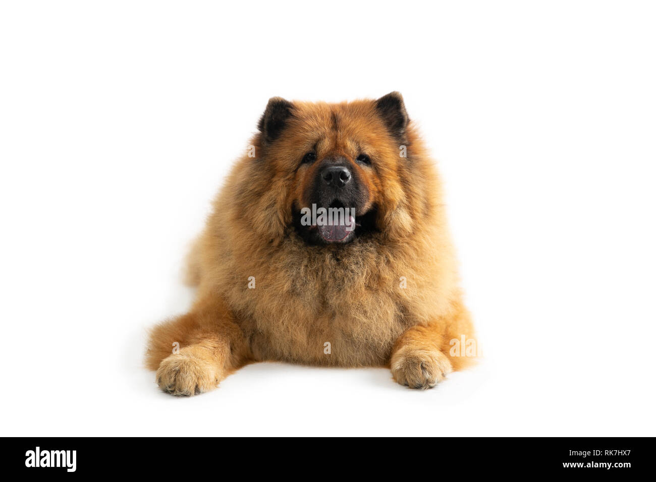 portrait of lazy chow chow dog sitting on the floor with tongue sticking out isolated on white background Stock Photo