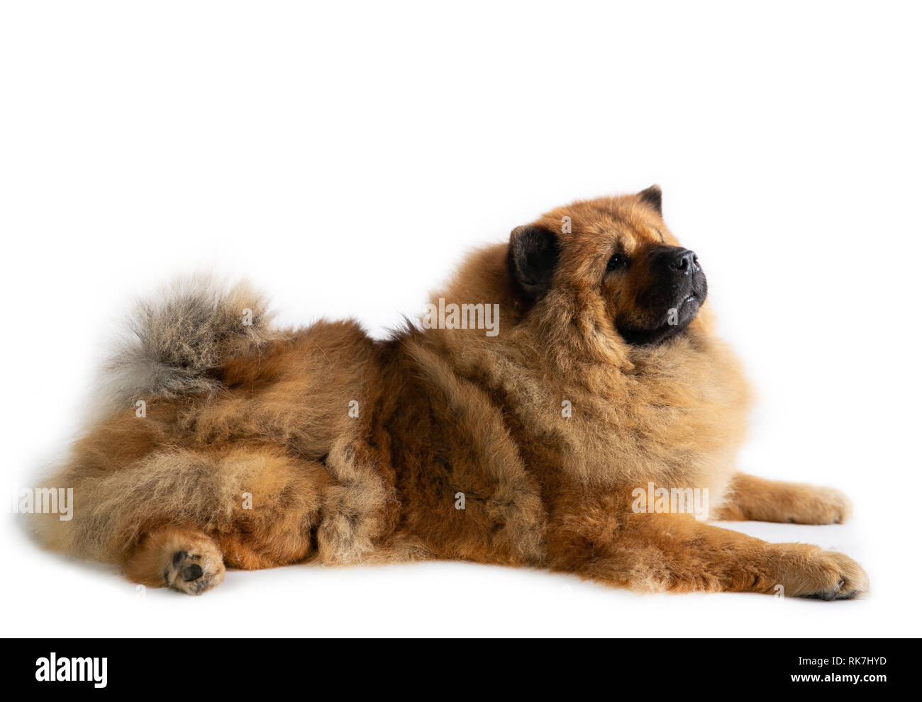 portrait of lazy chow chow dog lying on the floor isolated on white background Stock Photo