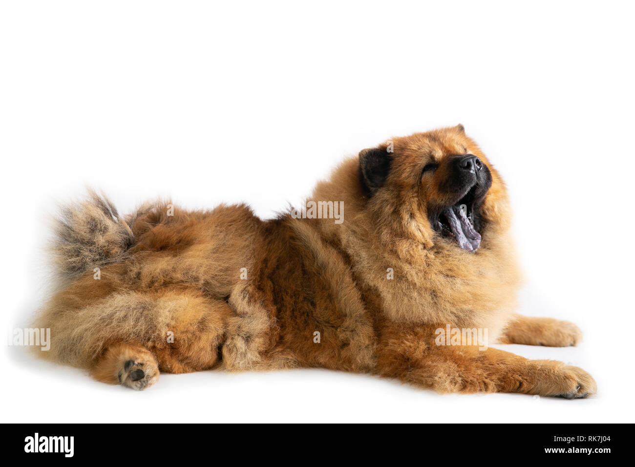 portrait of chow chow dog yawning while sitting on the floor isolated on white background Stock Photo