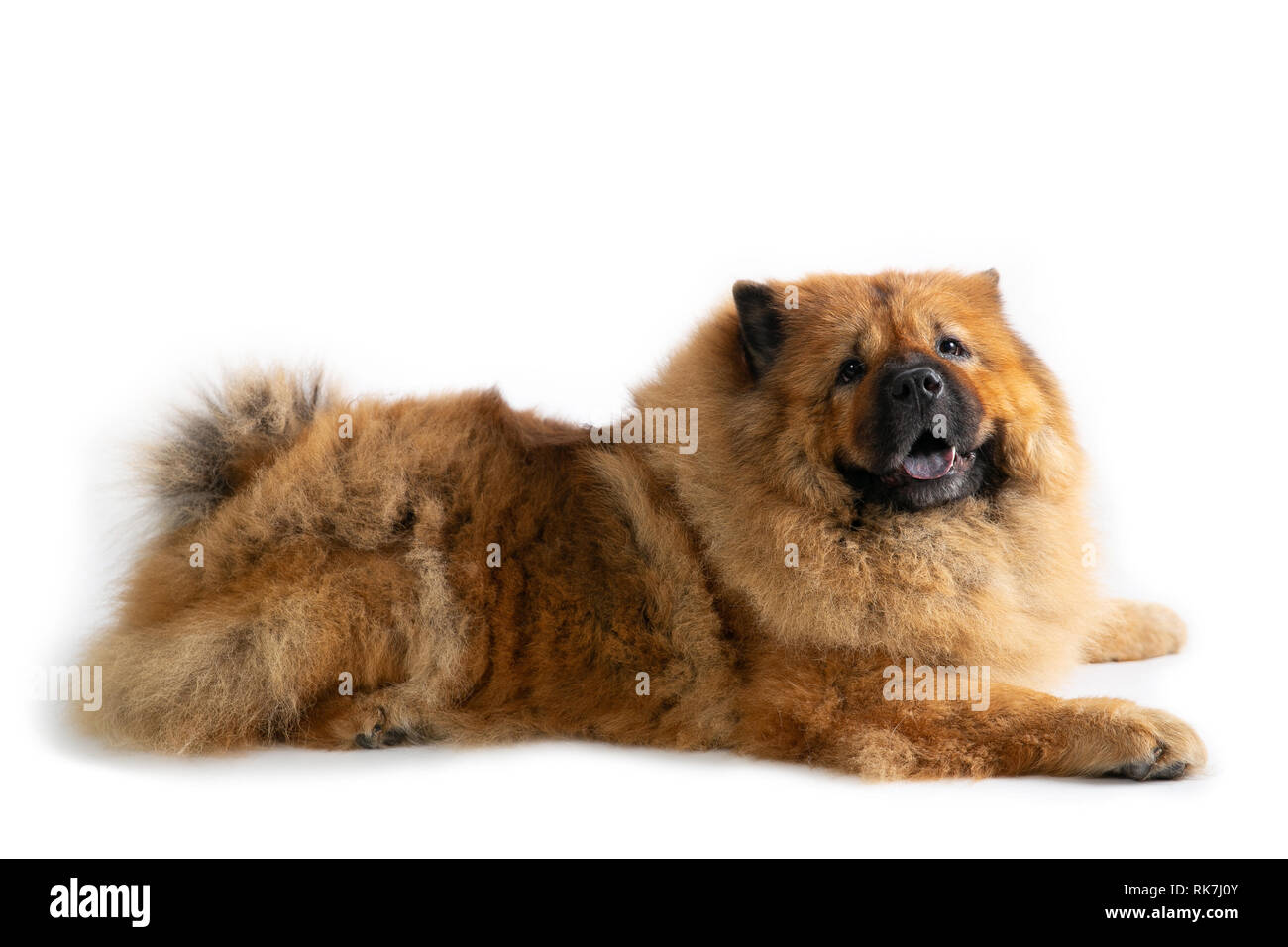 portrait of lazy chow chow dog lying on the floor isolated on white background Stock Photo