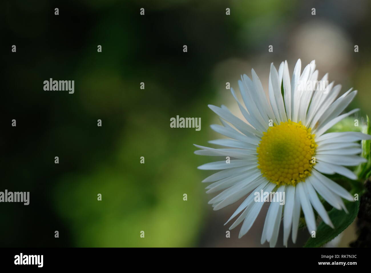 Black and green background with daisy flower Stock Photo - Alamy