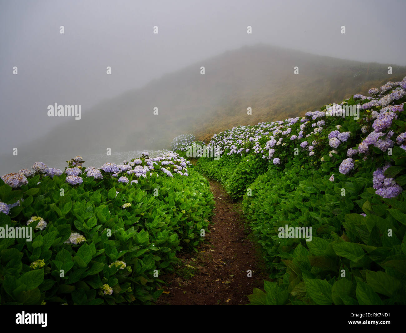 Image of hiking trail in foggy mountain landscape with hydrageas Stock ...
