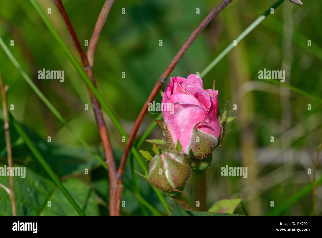 Close-up bright pink flower bud of garden rose on green background in bright sunlight. Stock Photo