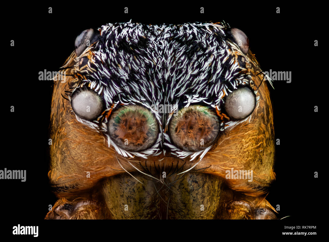 Portrait of a jumping spider magnified 10 times Stock Photo