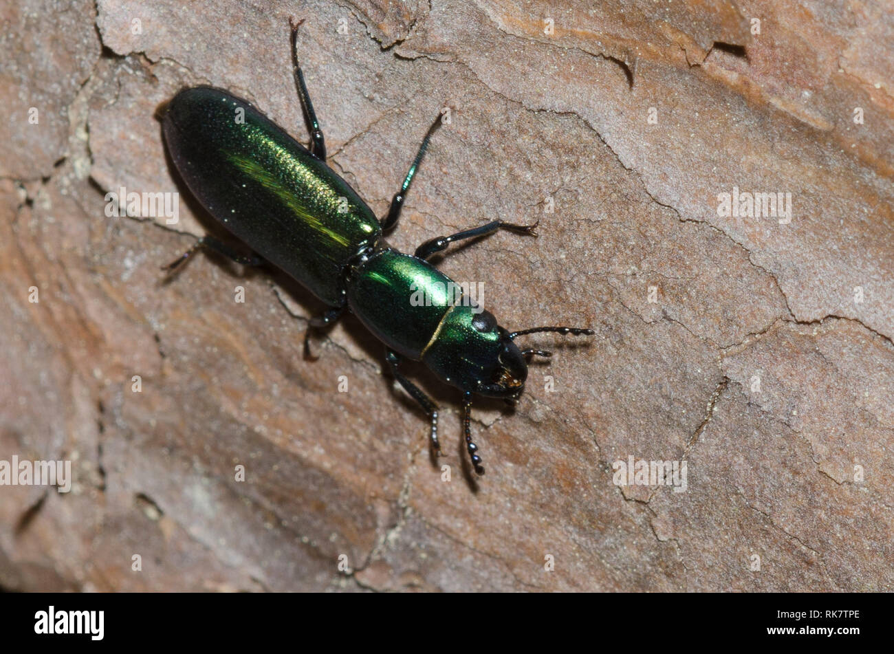 Bark-gnawing Beetle, Temnoscheila sp. Stock Photo