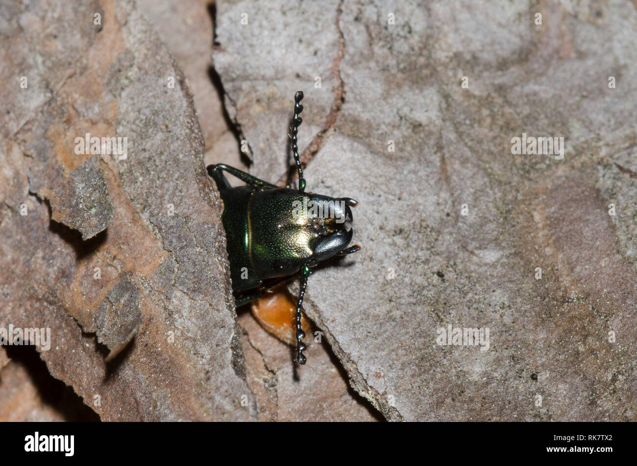 Bark-gnawing Beetle, Temnoscheila sp., hiding under bark Stock Photo
