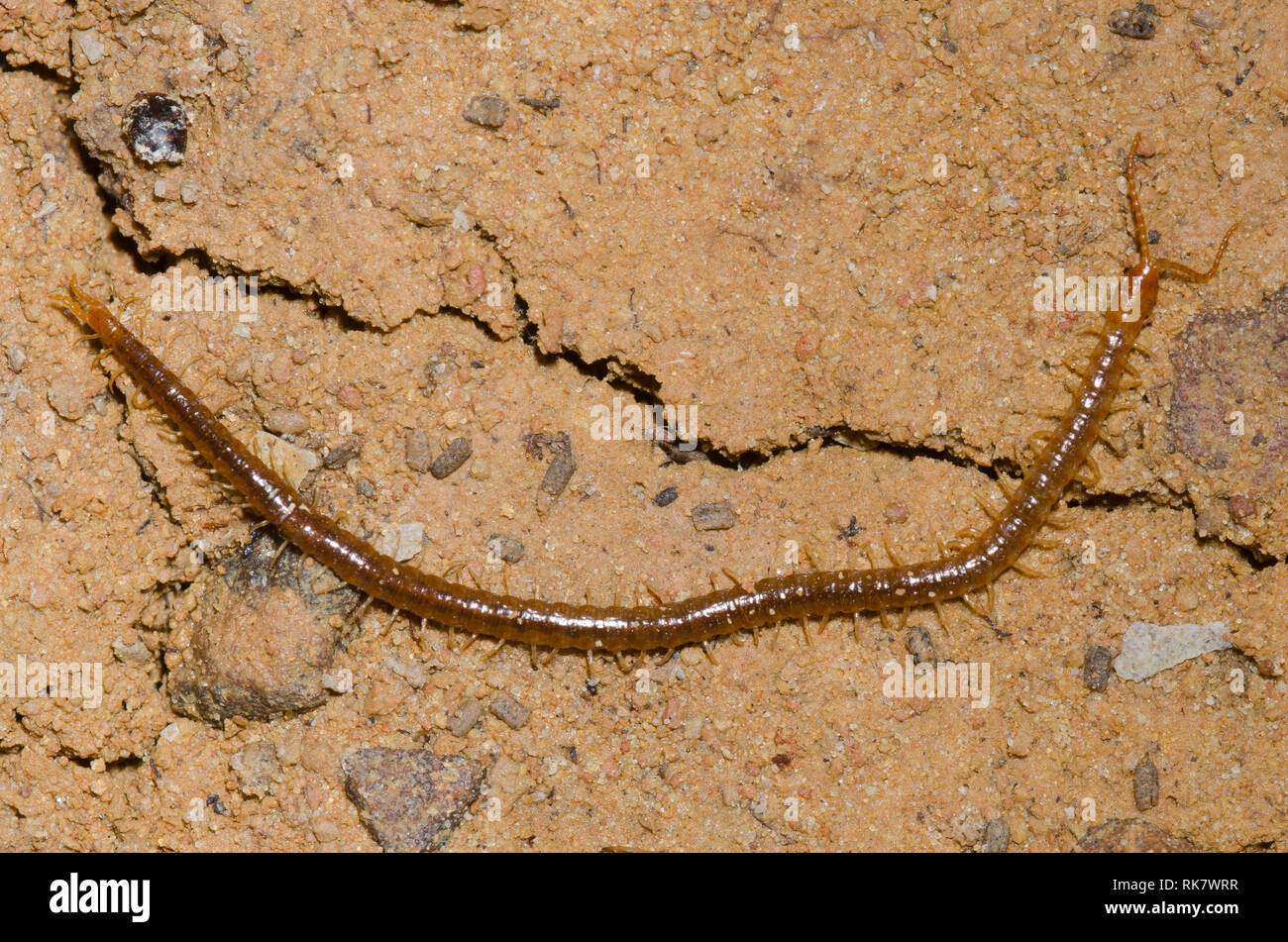 Soil centipede hi-res stock photography and images - Alamy