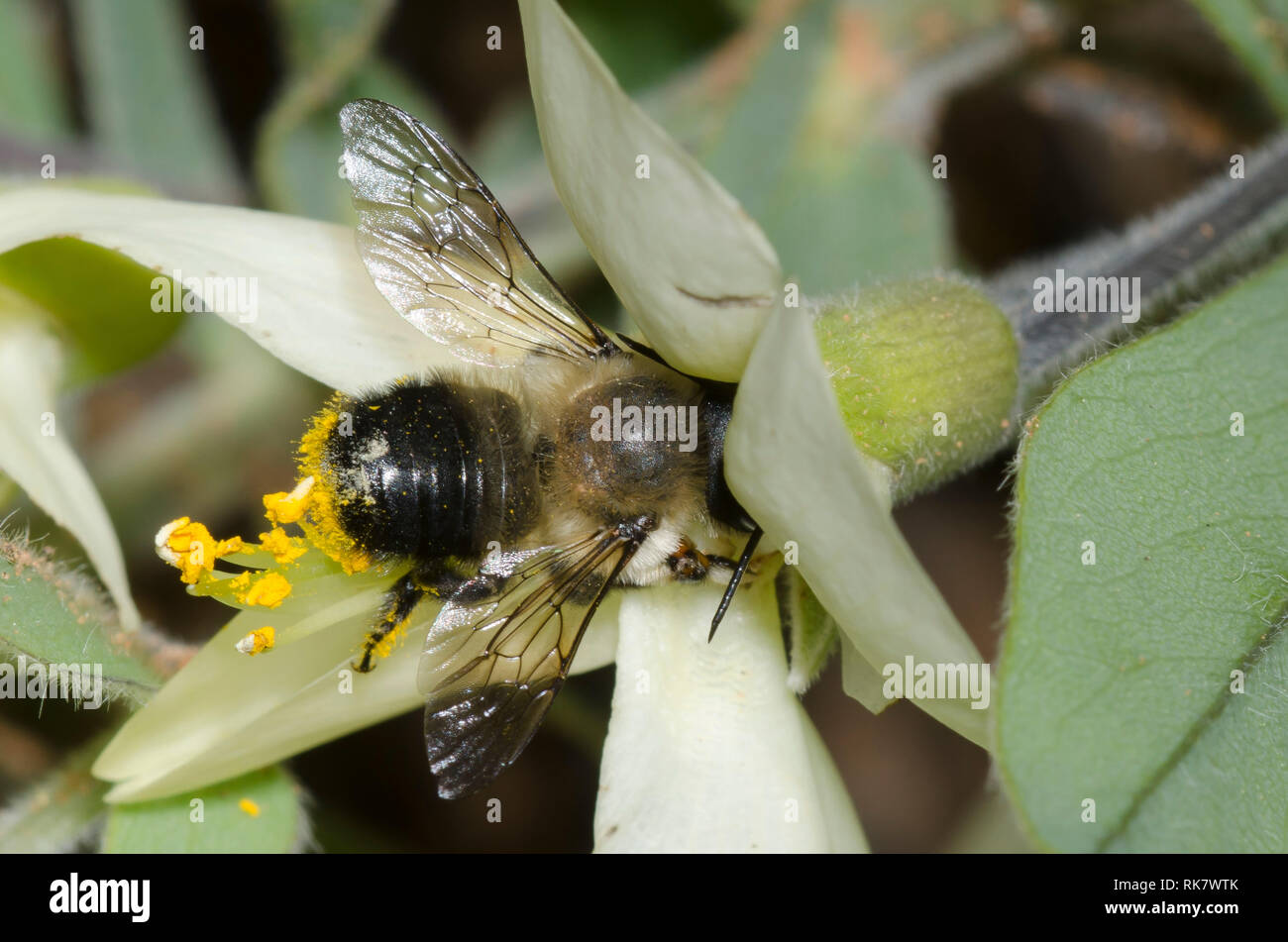 Leaf-cutter Bee, Megachile mucida, on Cream Wild Indigo, Baptisia bracteata Stock Photo