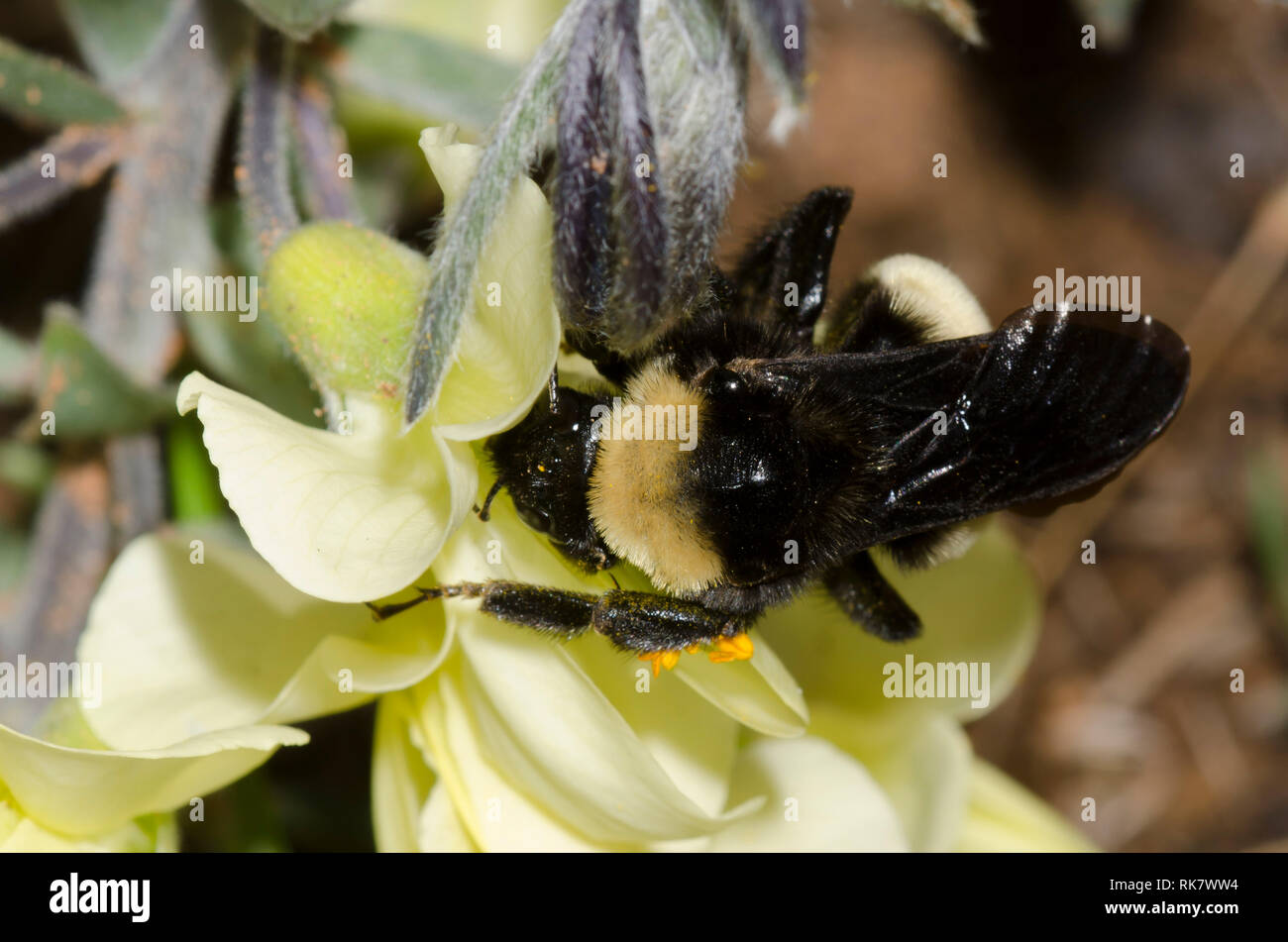 American Bumble Bee, Bombus pensylvanicus, on Cream Wild Indigo, Baptisia bracteata Stock Photo