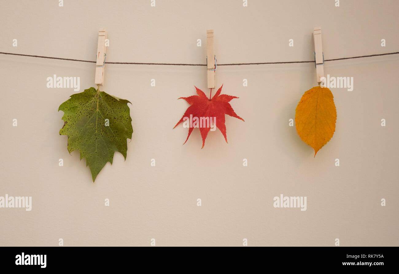 Three leaves hanging with clothespins on a string. Stock Photo
