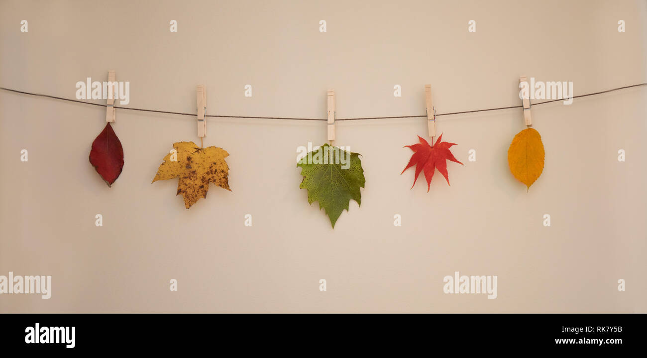 Five leaves hanging with clothespins on a string. Stock Photo