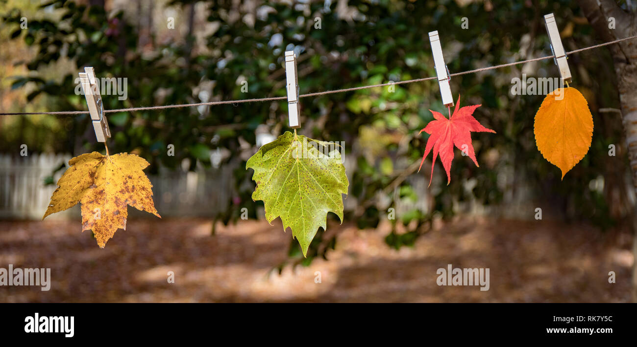 Four leaves hanging on a clothesline outside. Stock Photo