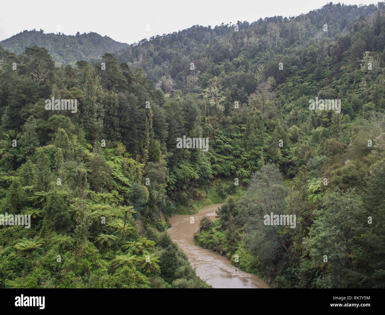 Ahuahu Stream in flood, flowing through native forest bush covered hills, an overcast day in autumn, Ahuahu Valley, Whanganui River, New Zealand Stock Photo
