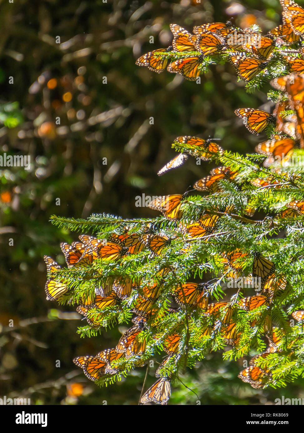 Monarch Butterflies on the tree branches at the Monarch Butterfly Biosphere Reserve in Michoacan, Mexico, a World Heritage Site. Stock Photo