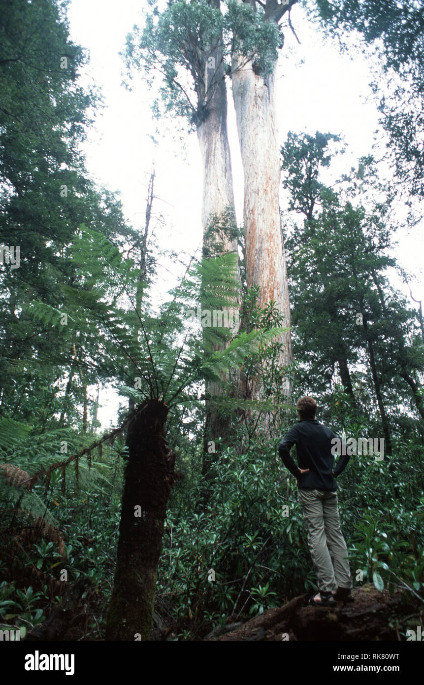 A trekker inside the Tarkine, the largest tract of temperate rainforest in the world. Containing a rare red myrtle, many of the trees thousands of yea Stock Photo