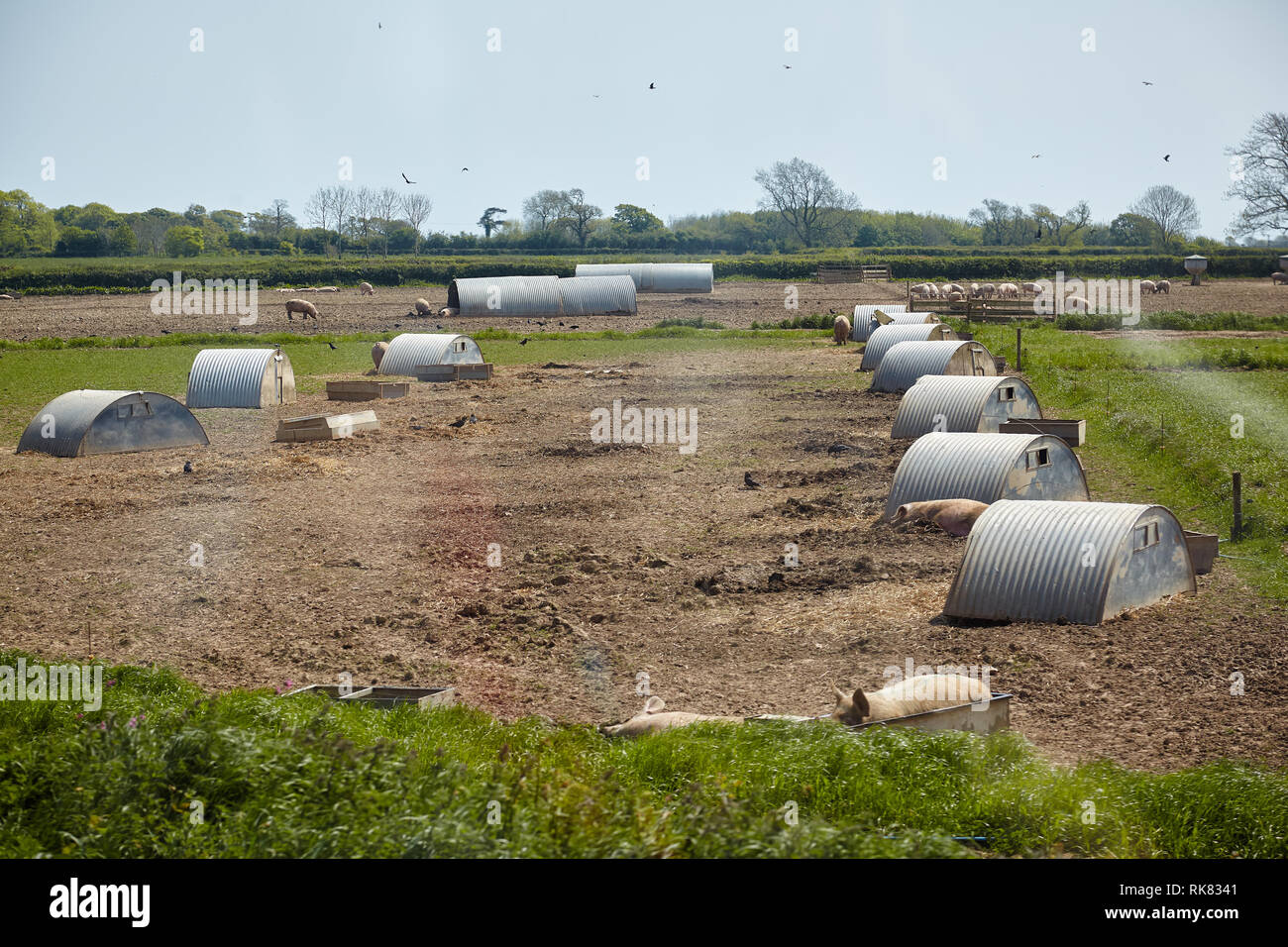 The view of the pigs near the pig ark on the outdoor pig unit in Devon. England Stock Photo