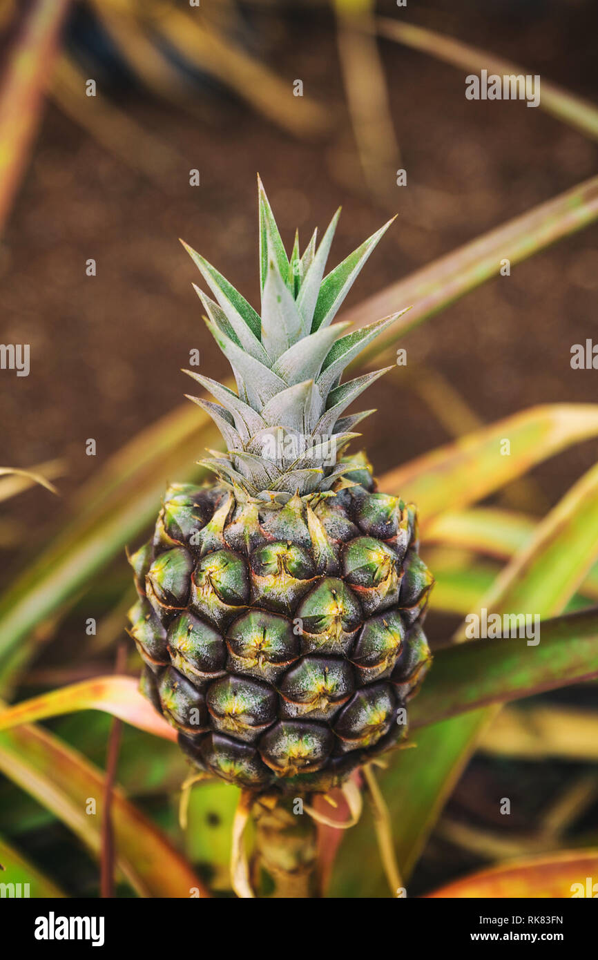 Small pineapple growing on plantation in Hawaii Stock Photo Alamy