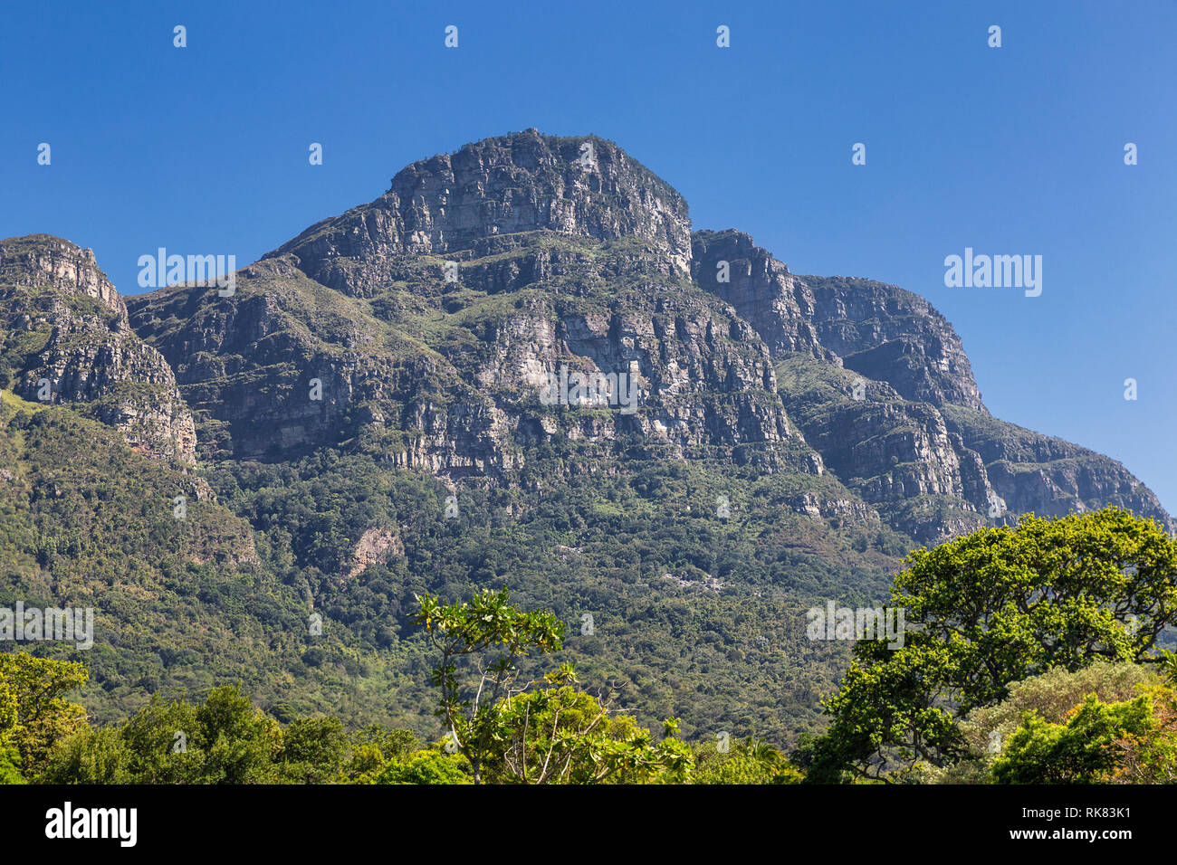 Kirstenbosch botanical garden trees and mountains view in Cape Town, South Africa Stock Photo