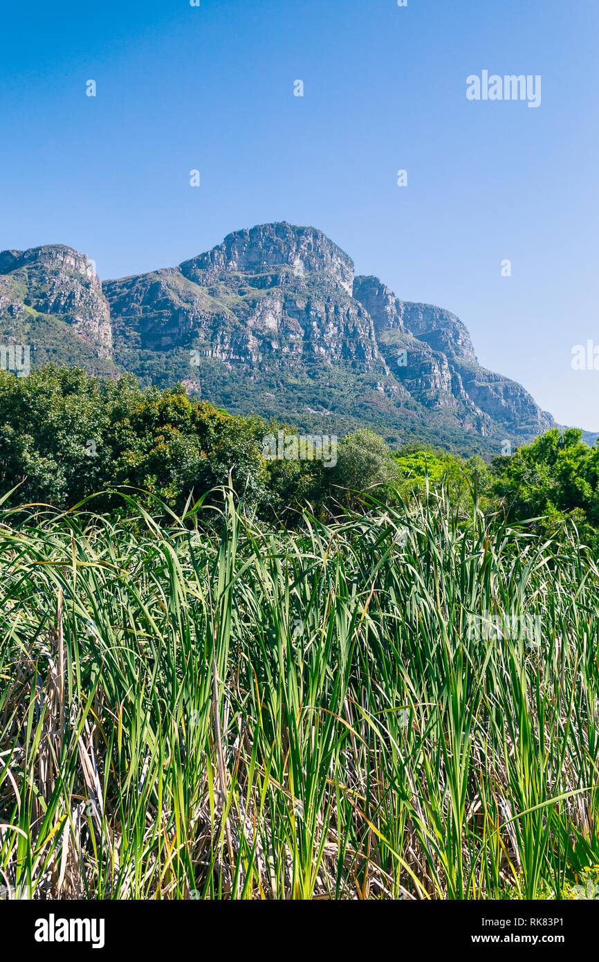 Kirstenbosch botanical garden grass and mountains view in Cape Town, South Africa Stock Photo