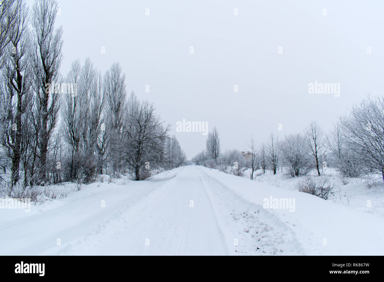 New years white trees hi-res stock photography and images - Alamy