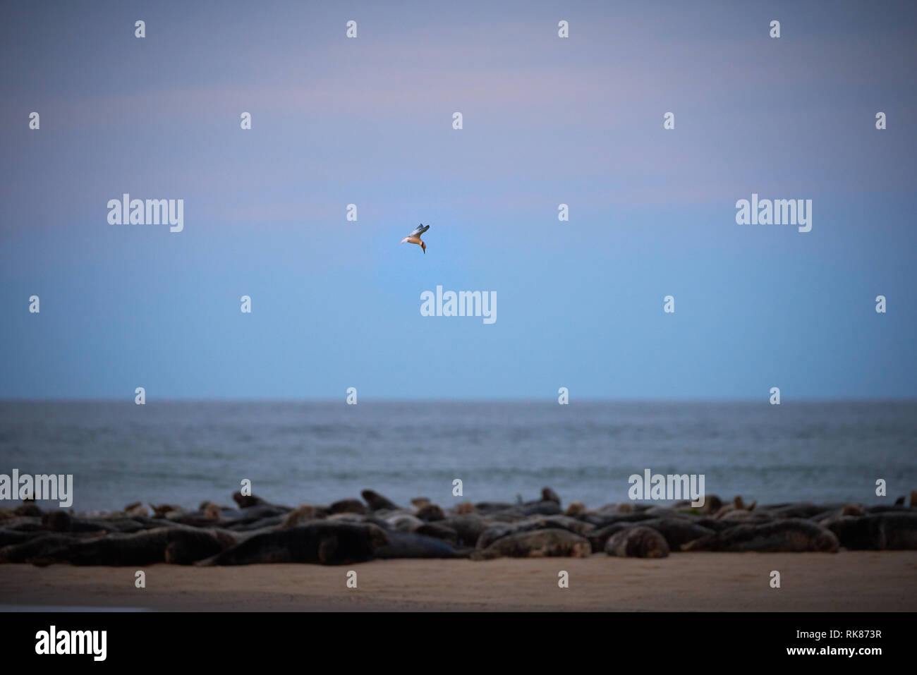 Sealions on the beach in Cape Cod Stock Photo Alamy