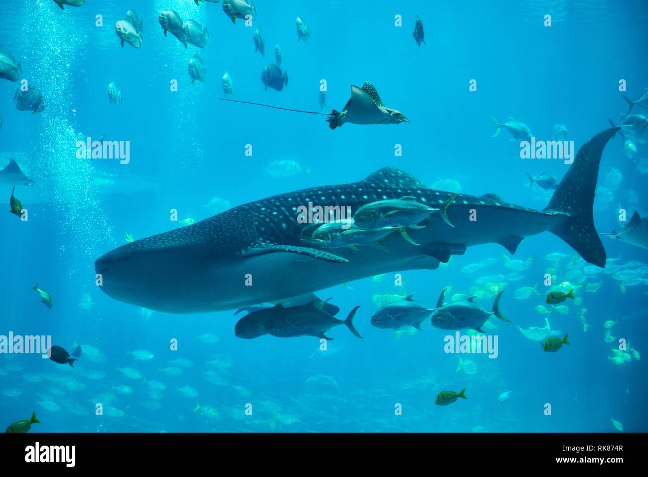 Whale shark in Georgia aquarium Atlanta Stock Photo