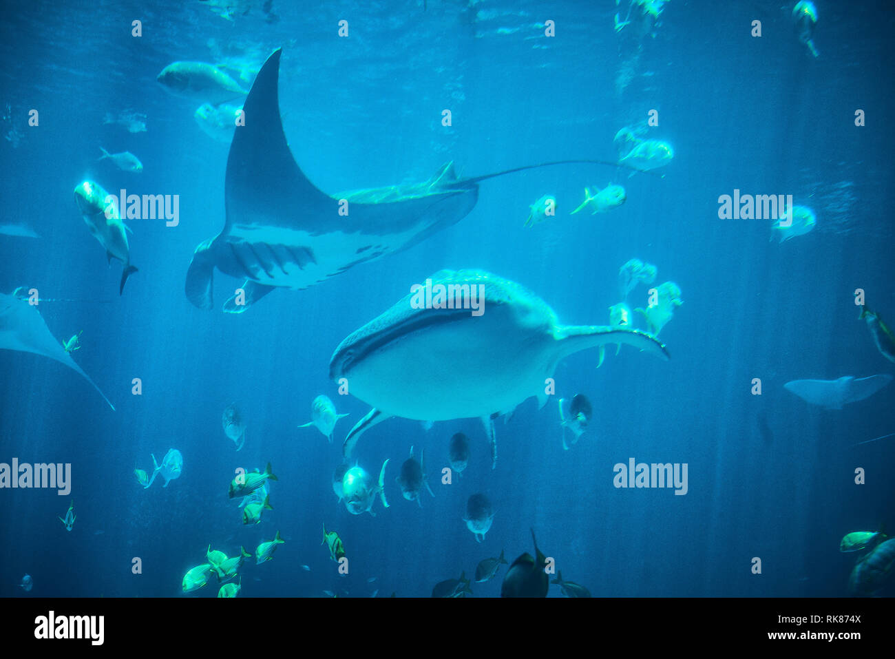 Whale shark in aquarium Atlanta Stock Photo Alamy