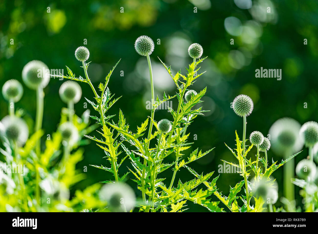 Inflorescences and stems of southern globethistle (Echinops ritro)  in July in Botanical Garden, Lithuania Stock Photo