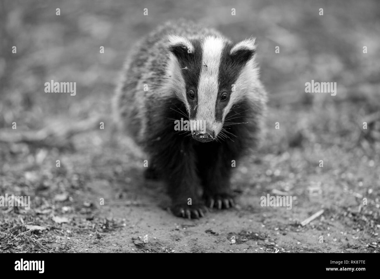Badger cub in black and white.  Scientific name: Meles meles.  In natural woodland habitat foraging for food. Badger cub is 5 months old. Landscape Stock Photo