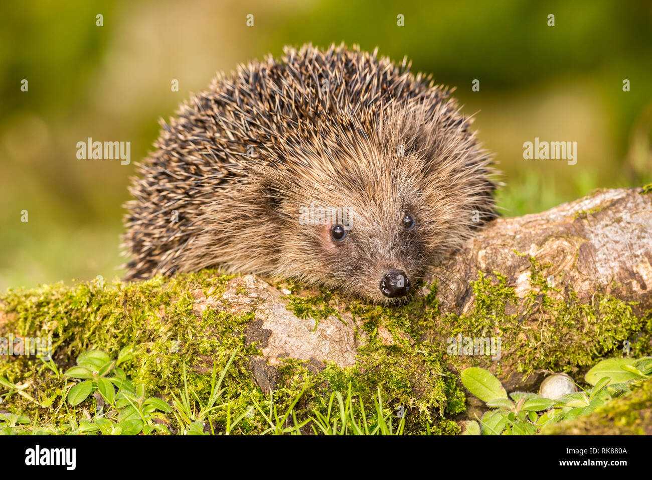 Hedgehog (Erinaceus Europaeus) wild, native, European hedgehog in natural woodland habitat on moss covered log.  Landscape. Stock Photo