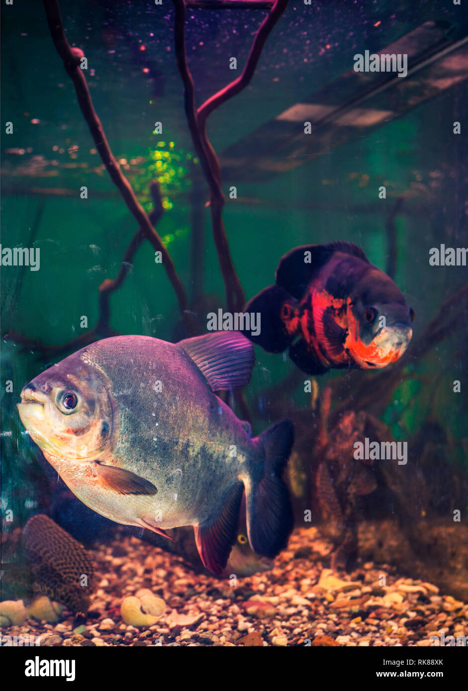 south-american freshwater aquarium fishes Stock Photo