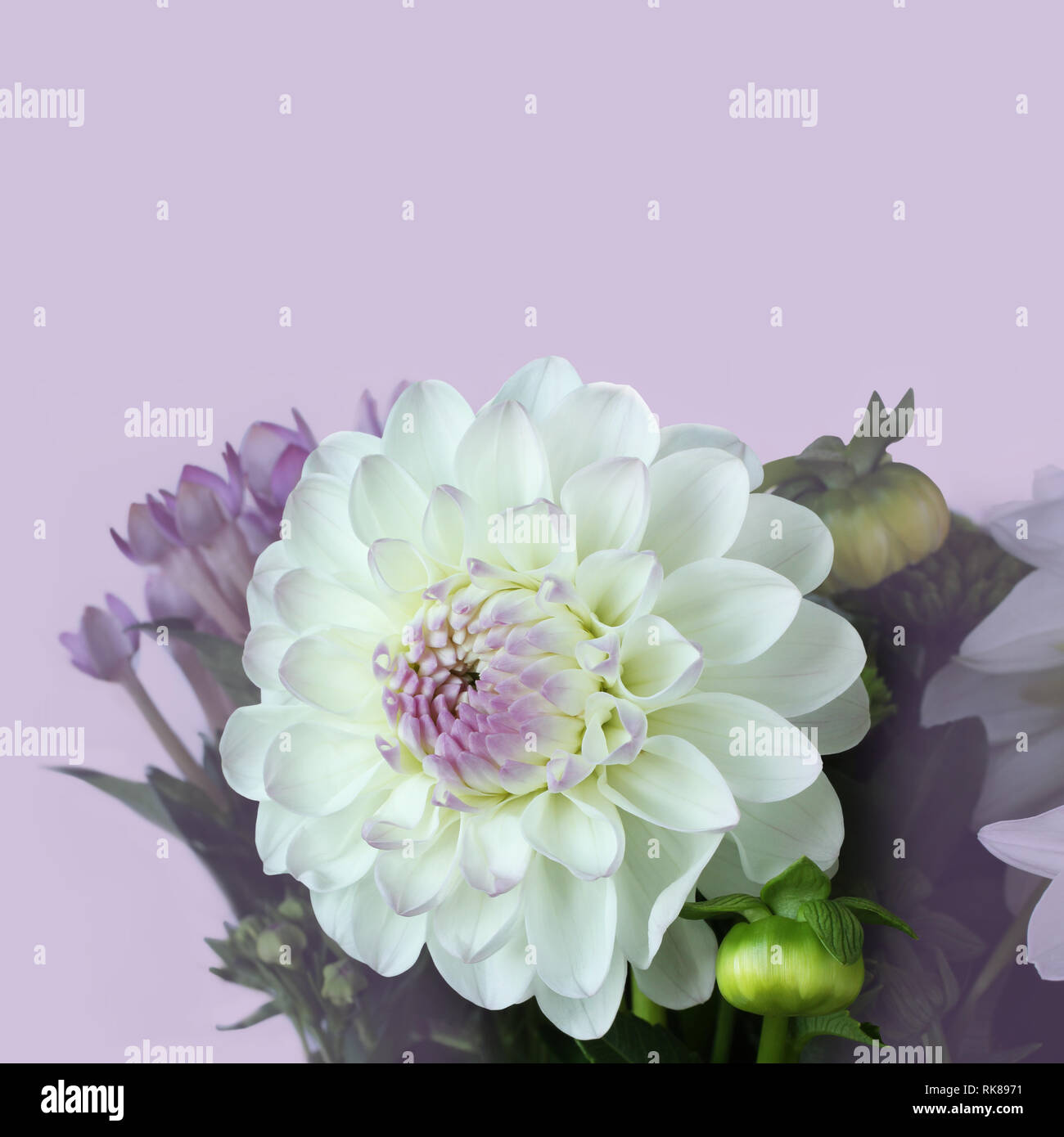 Dahlia light hi-res stock photography and images - Alamy