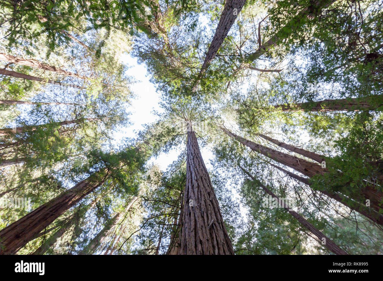 Redwood trees looking up in Muir Woods National Monument in Marin County, California, USA. Stock Photo