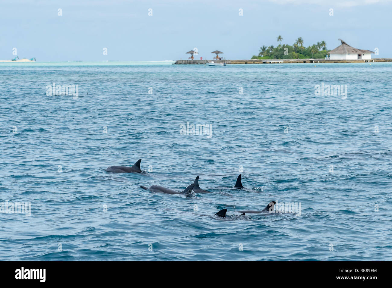 Wild dolphins swimming at the surface of the ocean with the island in background in Maldives. Stock Photo