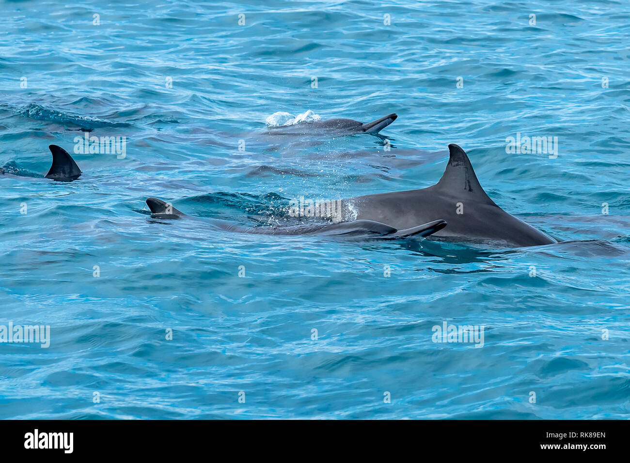 Wild dolphins swimming at the surface of the ocean in Maldives. Stock Photo