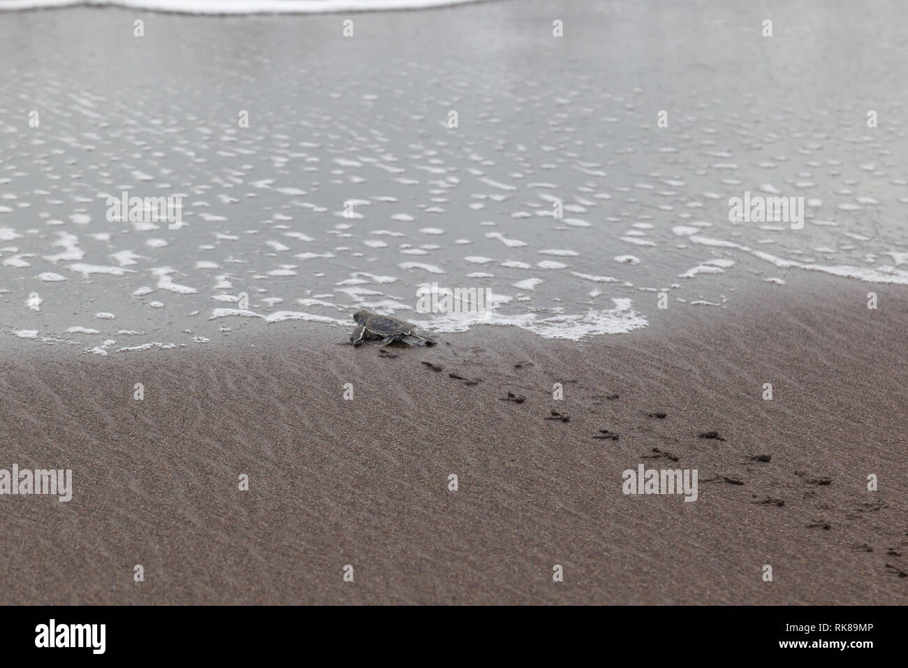 Baby crawling on beach hi-res stock photography and images - Alamy