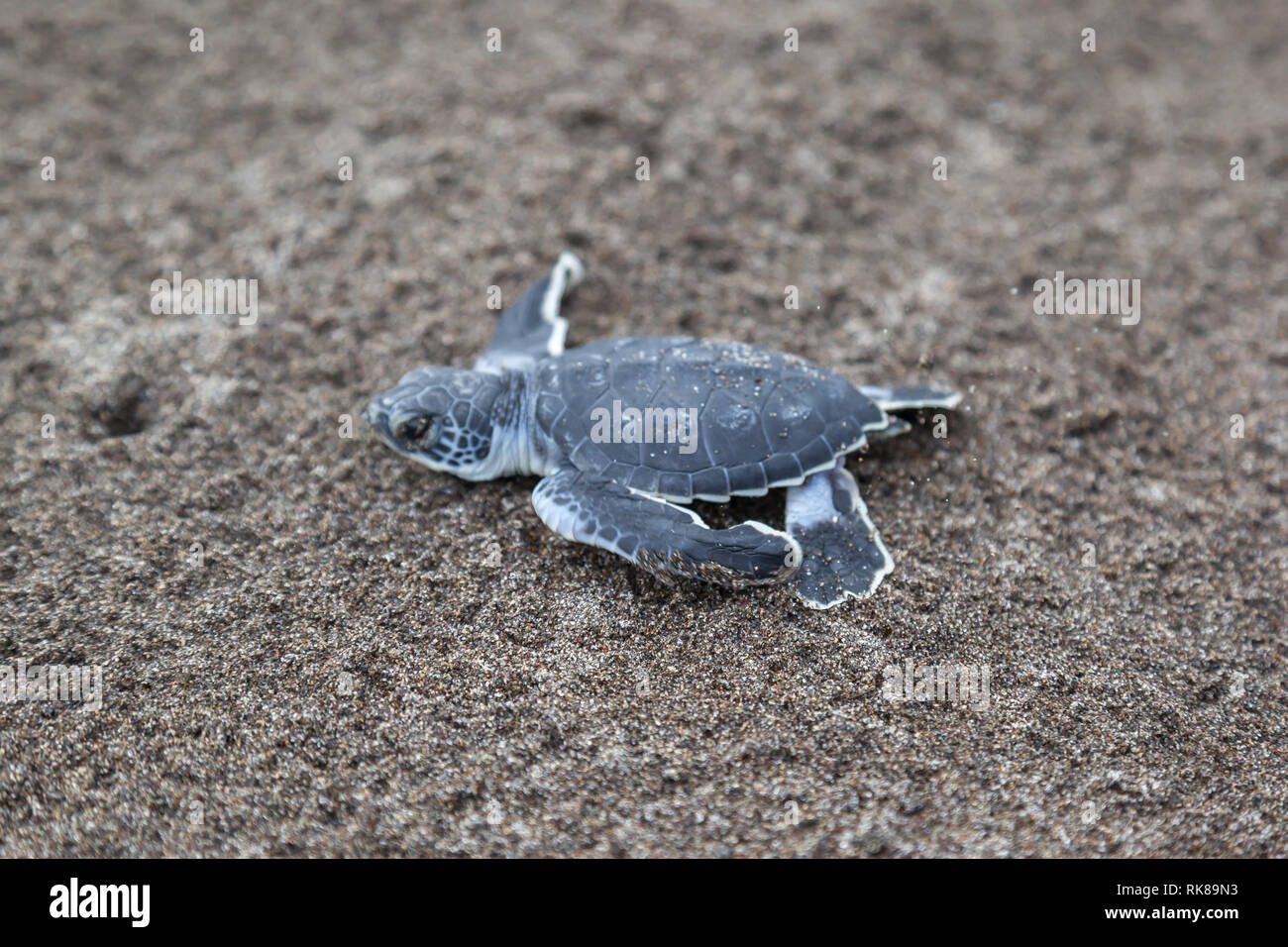 A baby green turtle (Chelonia mydas) crawling to the ocean on the beach in Costa Rica. Stock Photo