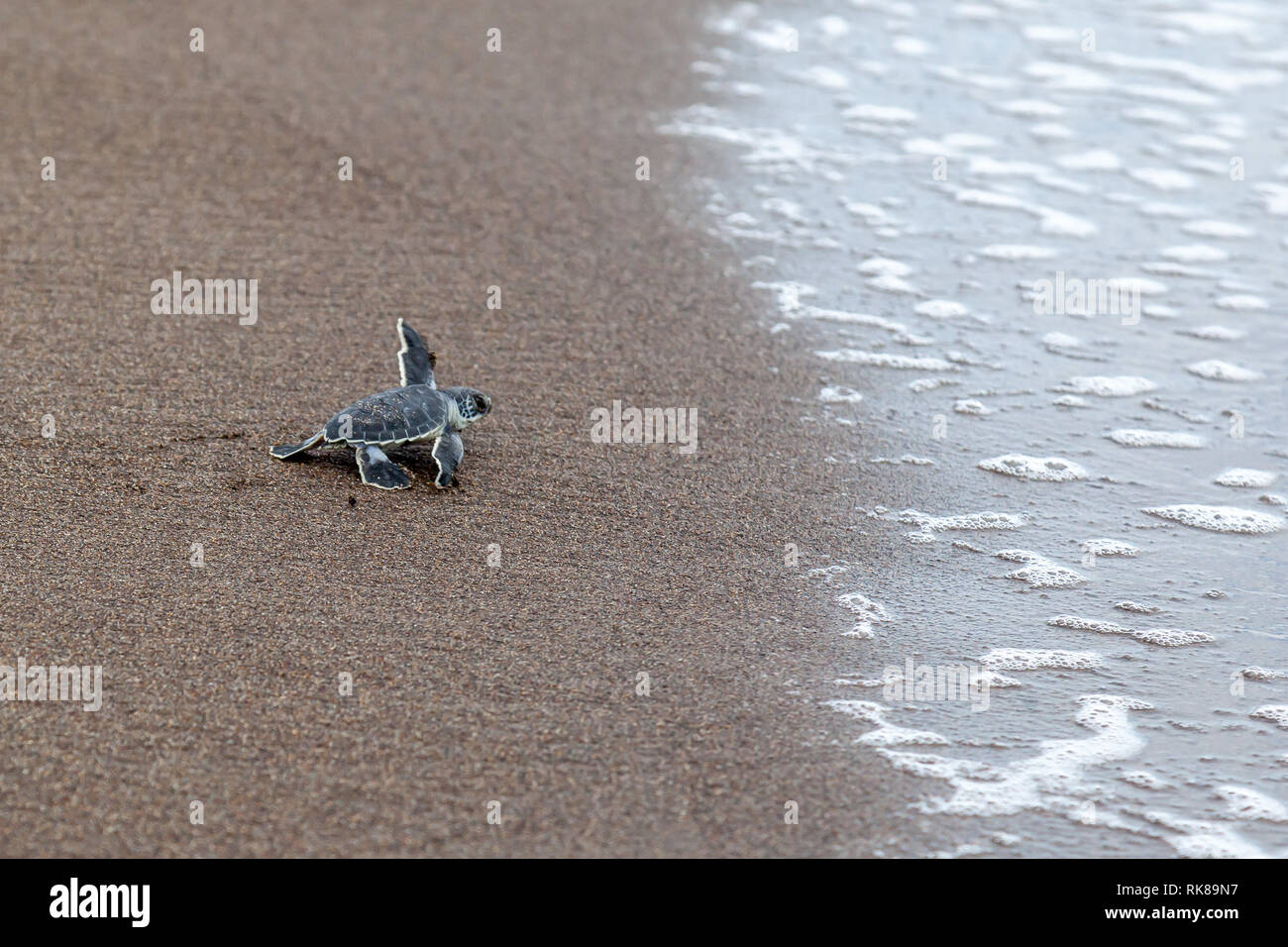 A baby green turtle (Chelonia mydas) crawling to the ocean on the beach in Costa Rica. Stock Photo