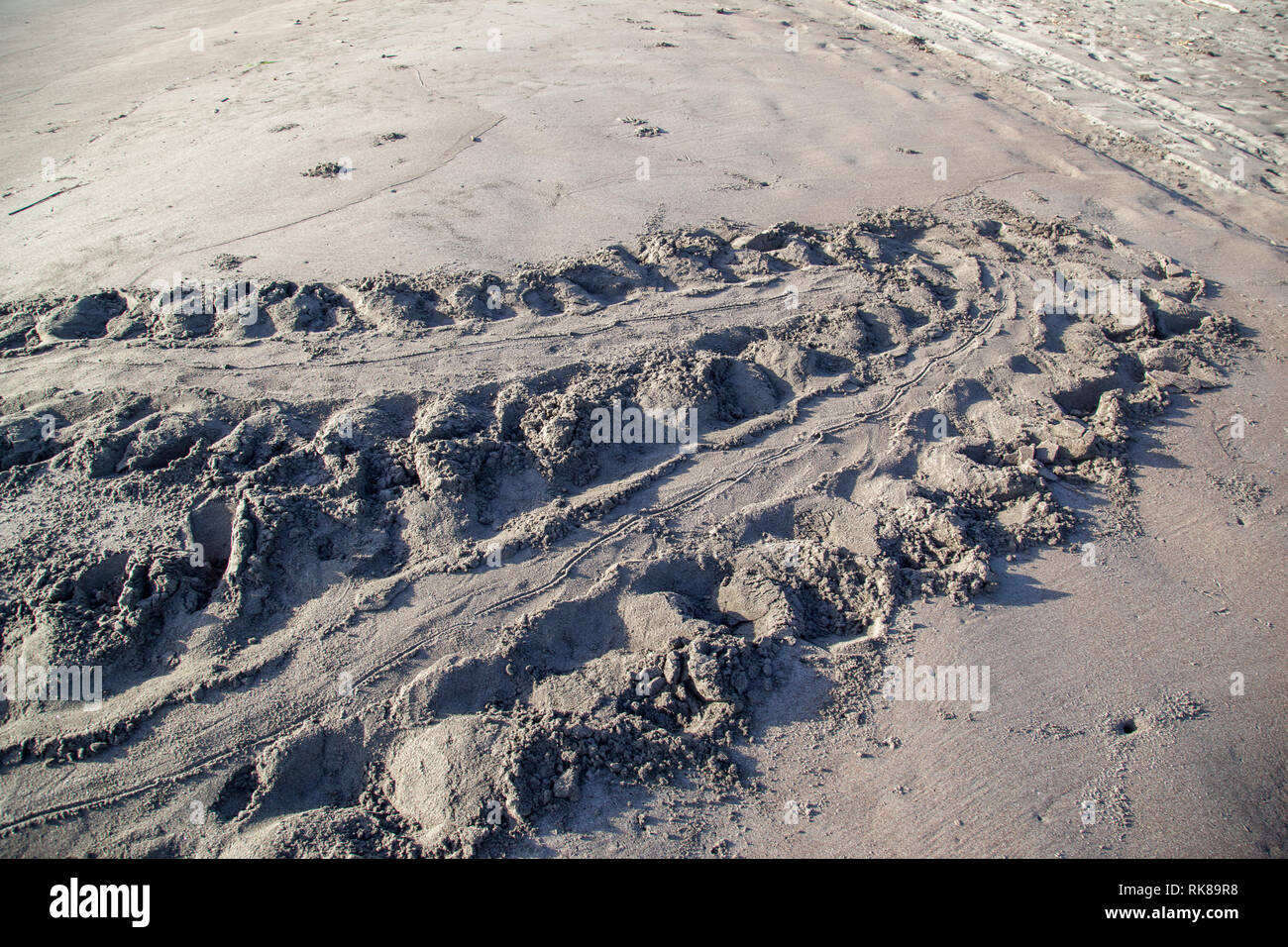 Sea turtle tracks on the beach at Tortuguero National Park in Costa Rica Stock Photo