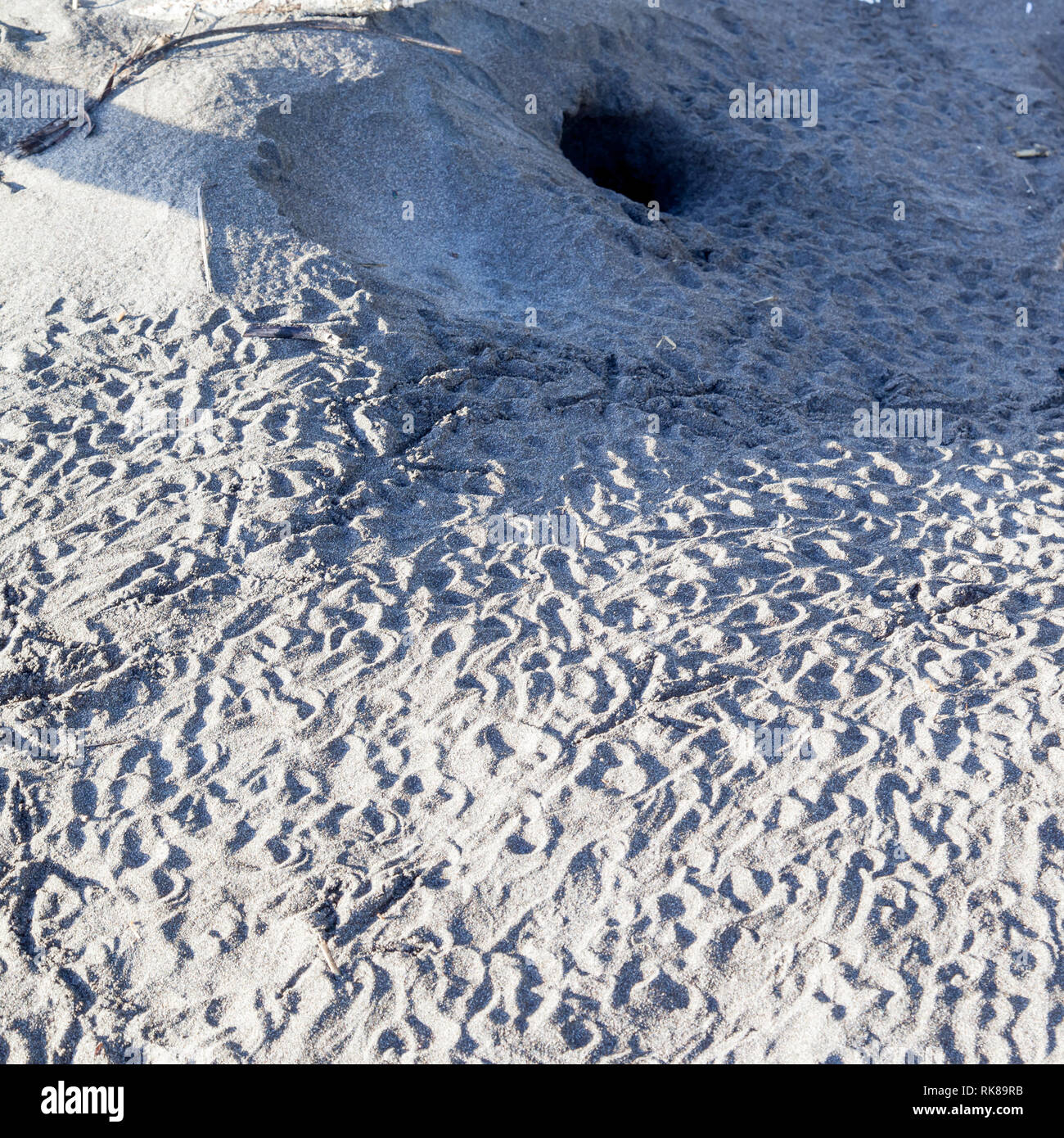 Sea turtle tracks on the beach at Tortuguero National Park in Costa Rica Stock Photo