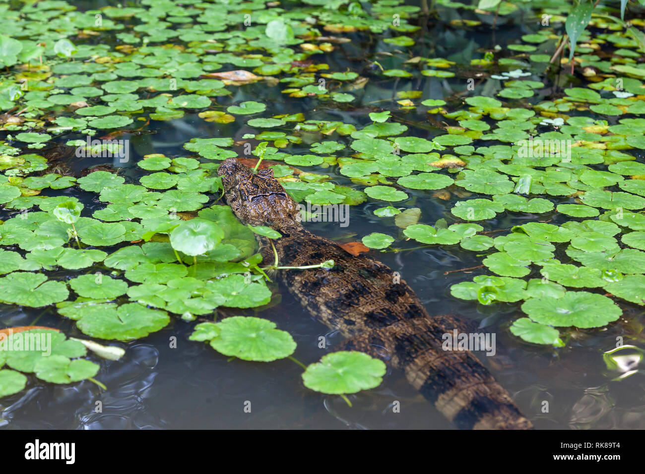 A Caiman in the river with green leaves at Tortuguero National Park in Costa Rica, a smaller kin of the crocodiles. Stock Photo