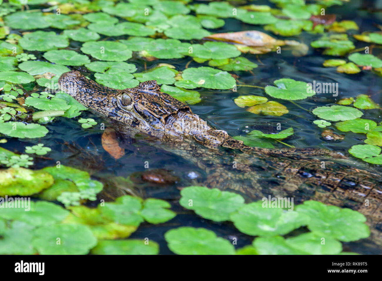 A Caiman in the river with green leaves at Tortuguero National Park in Costa Rica, a smaller kin of the crocodiles. Stock Photo