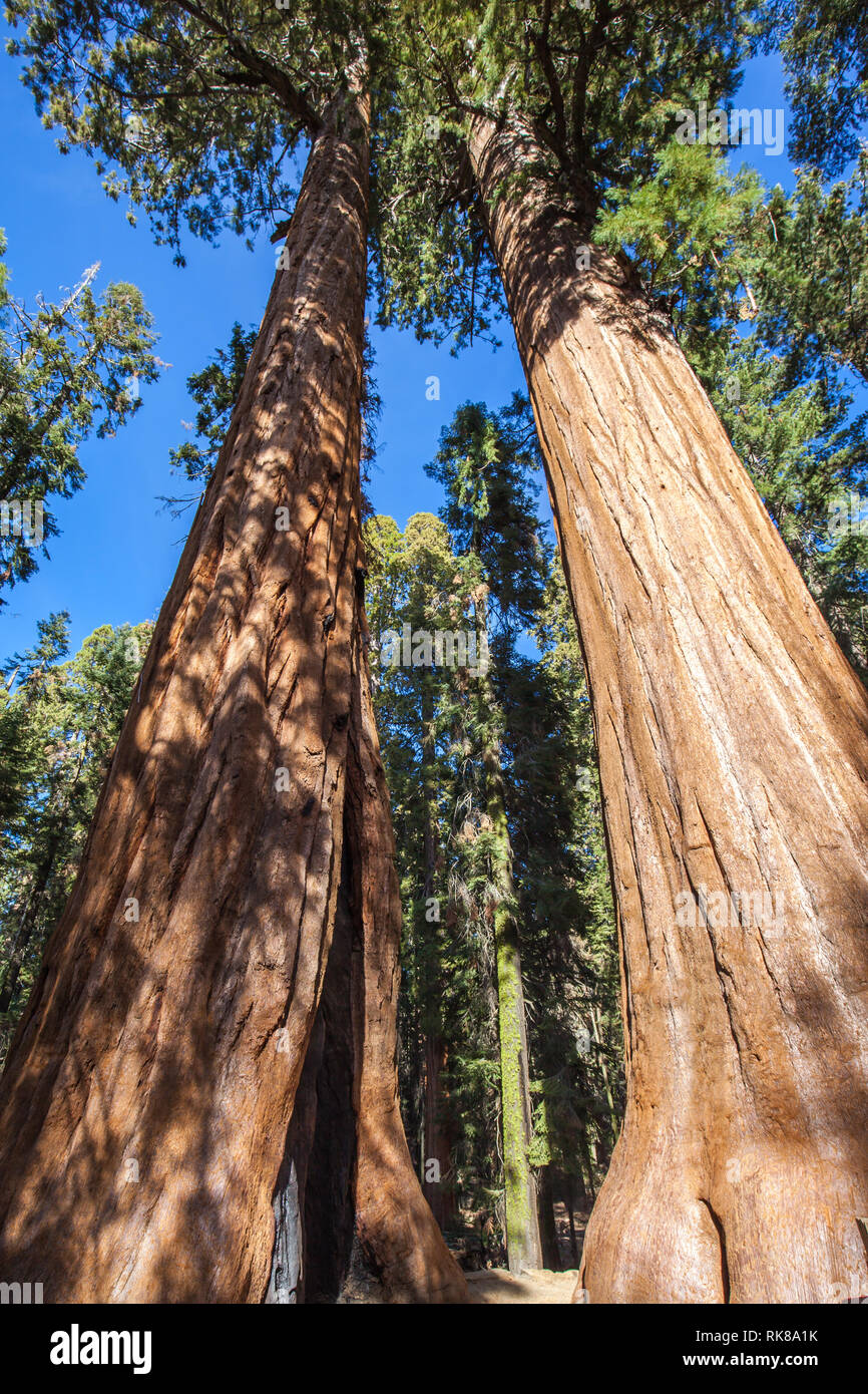 The Tough Twins Sequoia in Sequoia National Park, California, USA Stock Photo
