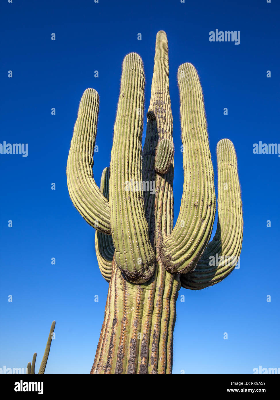 Saguaro (Carnegiea gigantea) in Saguaro National Park, Arizona. The park is named for the large saguaro cactus, native to its desert environment. Stock Photo