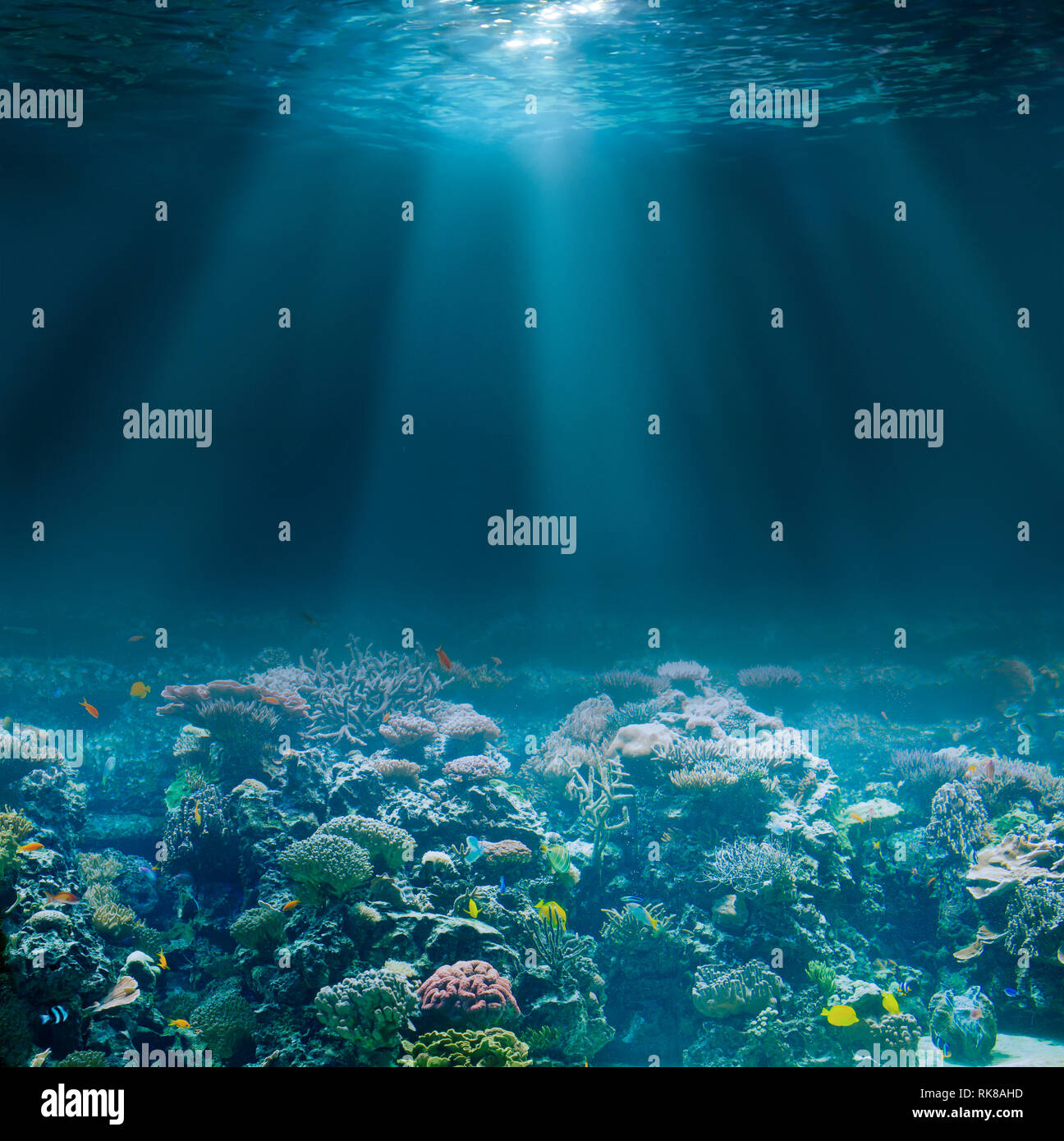 Sea or ocean seabed with coral reef. Underwater view. Stock Photo