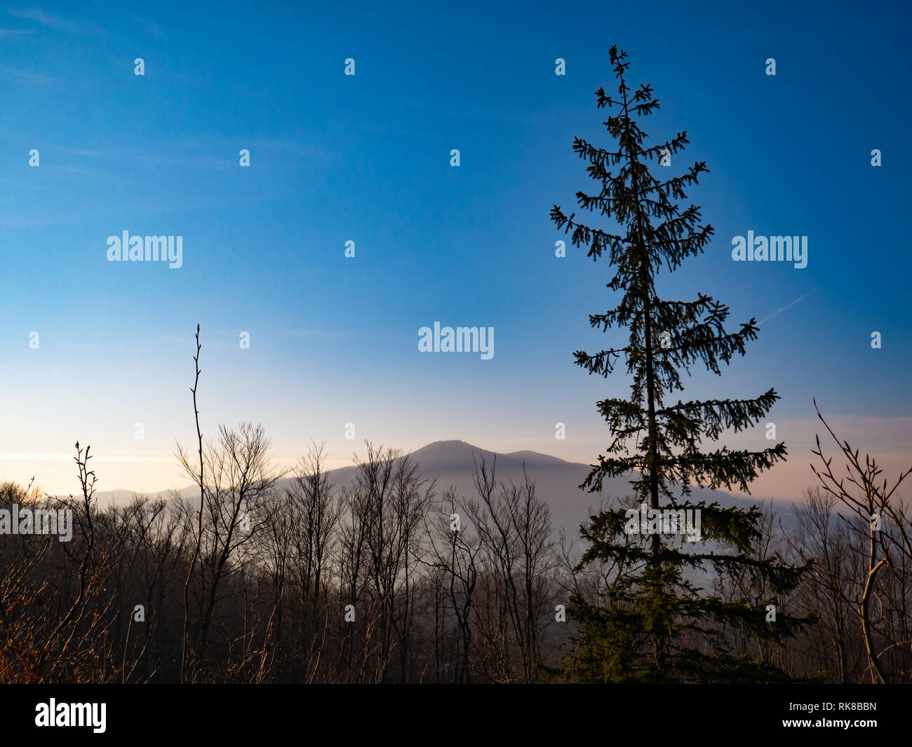 Trees on the background of high mountains at sunset Stock Photo