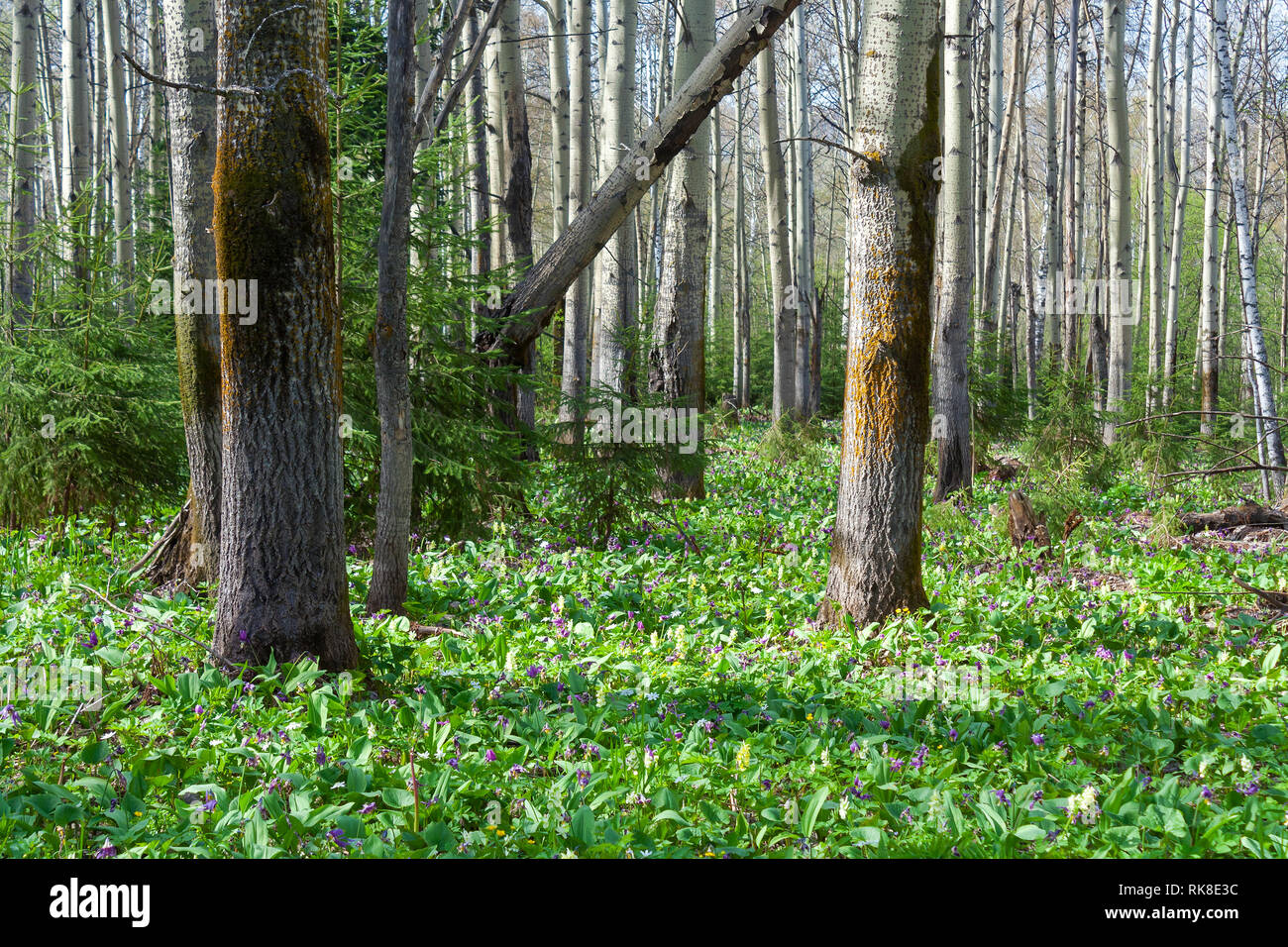 Glade overgrown with spring primroses in aspen forest Stock Photo