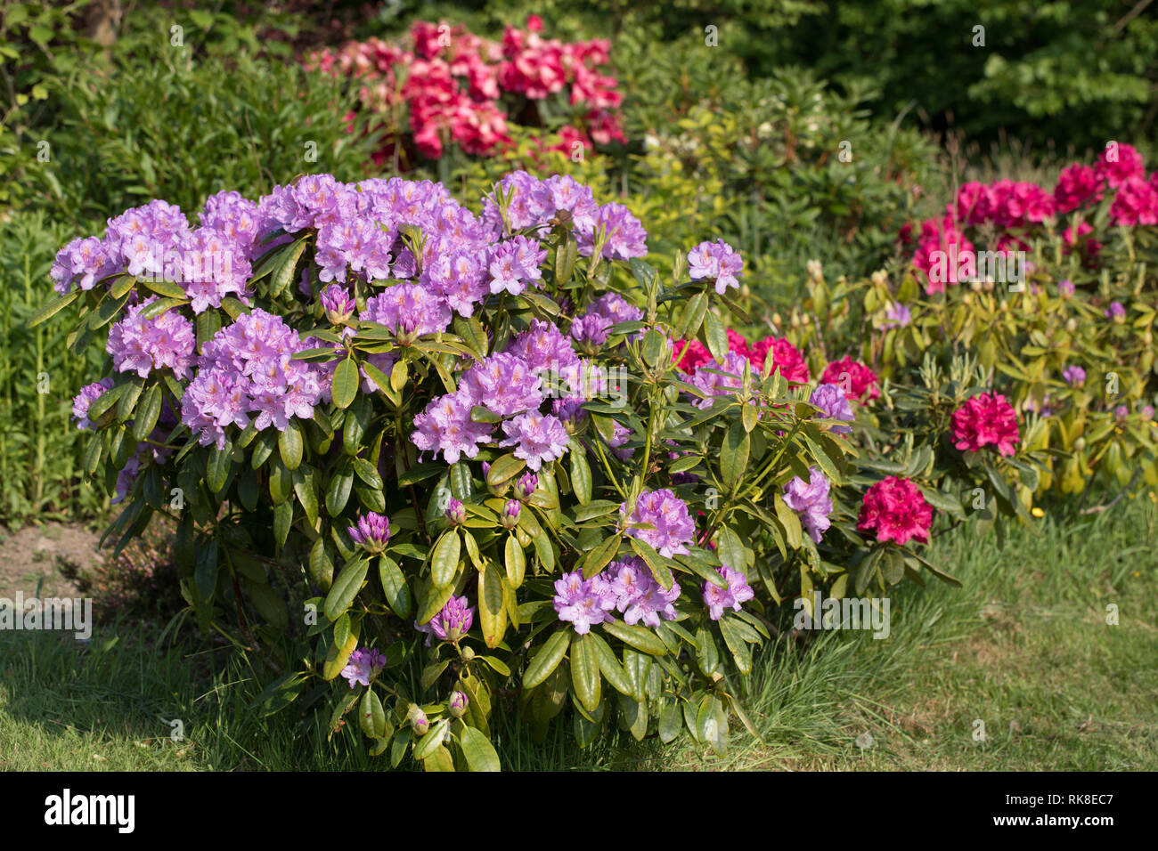 Shrub nature hi-res stock photography and images - Alamy