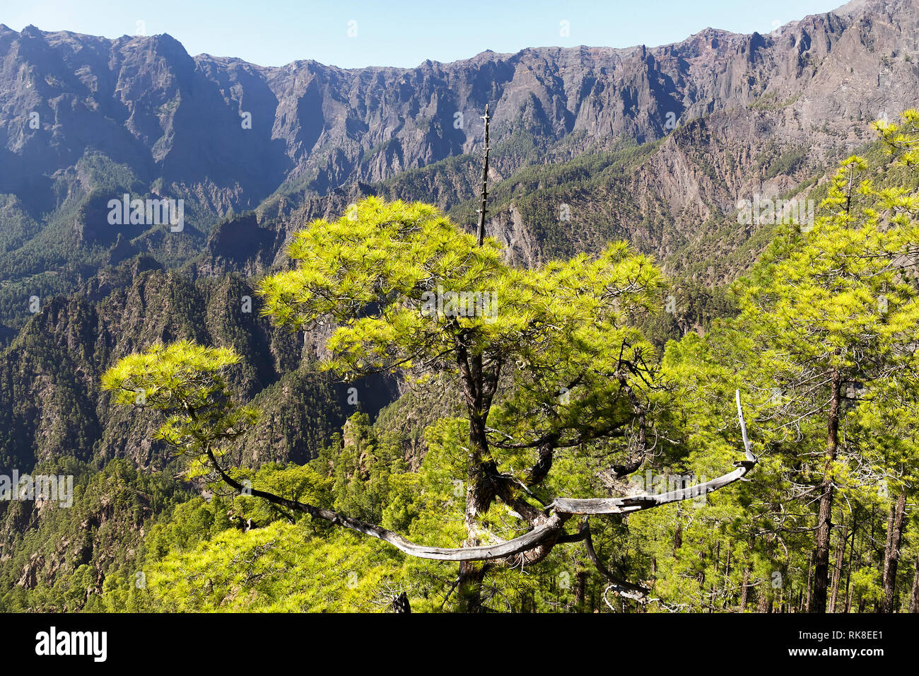 Canarian Pines at Caldera de Taburiente in La Palma, Canaruy Islands Stock Photo